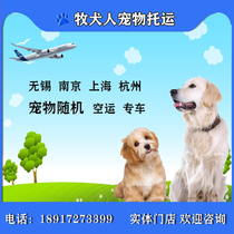 Wuxi Nanjing Shanghai and Hangzhou pet quarantine certificates are randomly processed by air