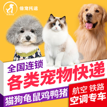 Pet consignment national chain cats dogs turtles rats chickens ducks pigs Shanghai Zhejiang Jiangsu Anhui air-conditioned special vehicle transportation