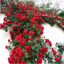 Fuji this month season big flowers climbing vine rose flowers and tree courtyard villa four seasons flowering and climbing vine rose plants