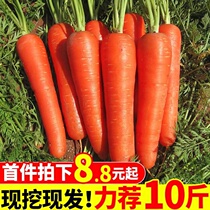 Now dig fresh carrots 9 catties raw eating crispy sweet fruit carrots fresh with mud carrots FCL 5