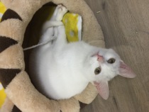 Pet Naming Service Professionally name your pet
