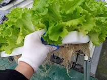 Hydroponic vegetable floating plate water plowing and planting greenhouse fish pond without soil cultivation floating plate water type vegetable foaming plate planting