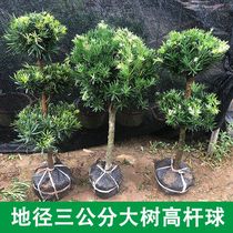 Lakh Rohanpine Modeling Material 3 cm sphere of Rohansong courtyard basin view Miyerohanpine Big stump