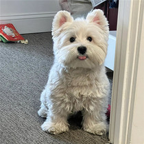 Purebred West Highland White Terrier Puppies Domestic Pet Dogs Double Bloodline Soft-haired Wire-haired West Highland White Terrier Puppies Small Dogs