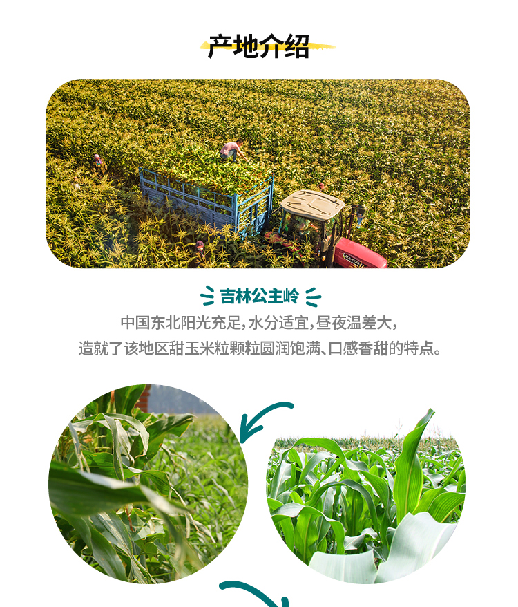 【Dole都乐】即食甜玉米粒60g*10袋