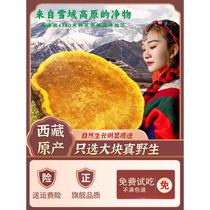 桑黄野生西藏中药材桑树藏桑黄500g西藏直发桑黄菌包