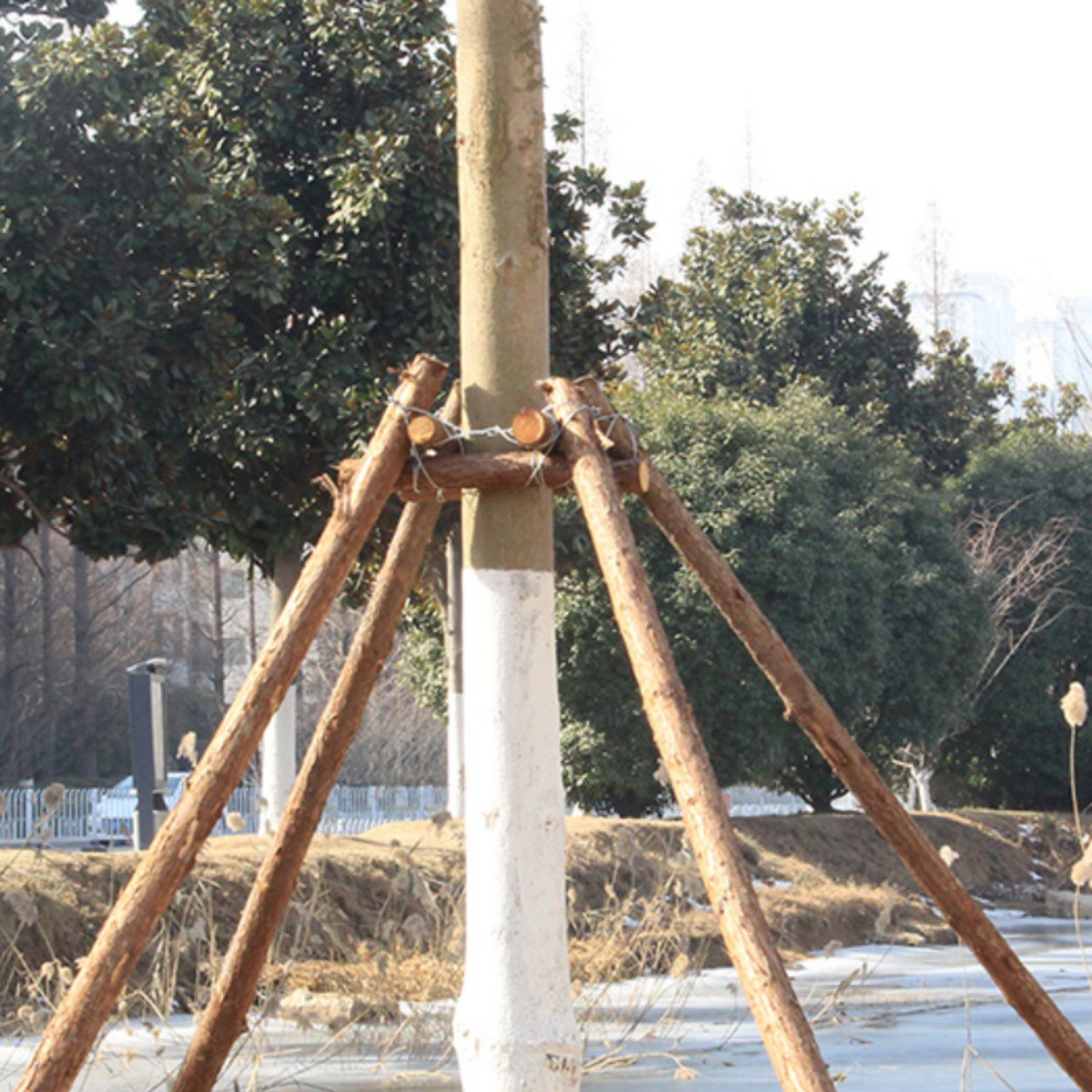 树木支撑杆:给你的植物一个"硬核依靠"