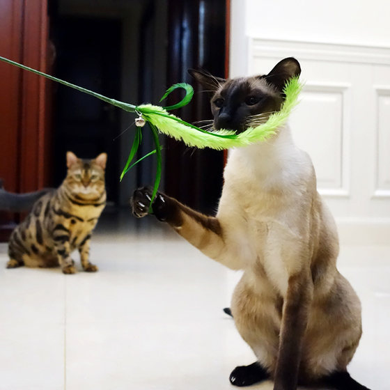 Tiantian cat and dog tail grass feather long pole self-satisfied cat stick with bell biting cat artifact cat toy
Tiantian cat and dog tail grass feather long pole self-satisfied cat stick with bell biting cat artifact cat toy