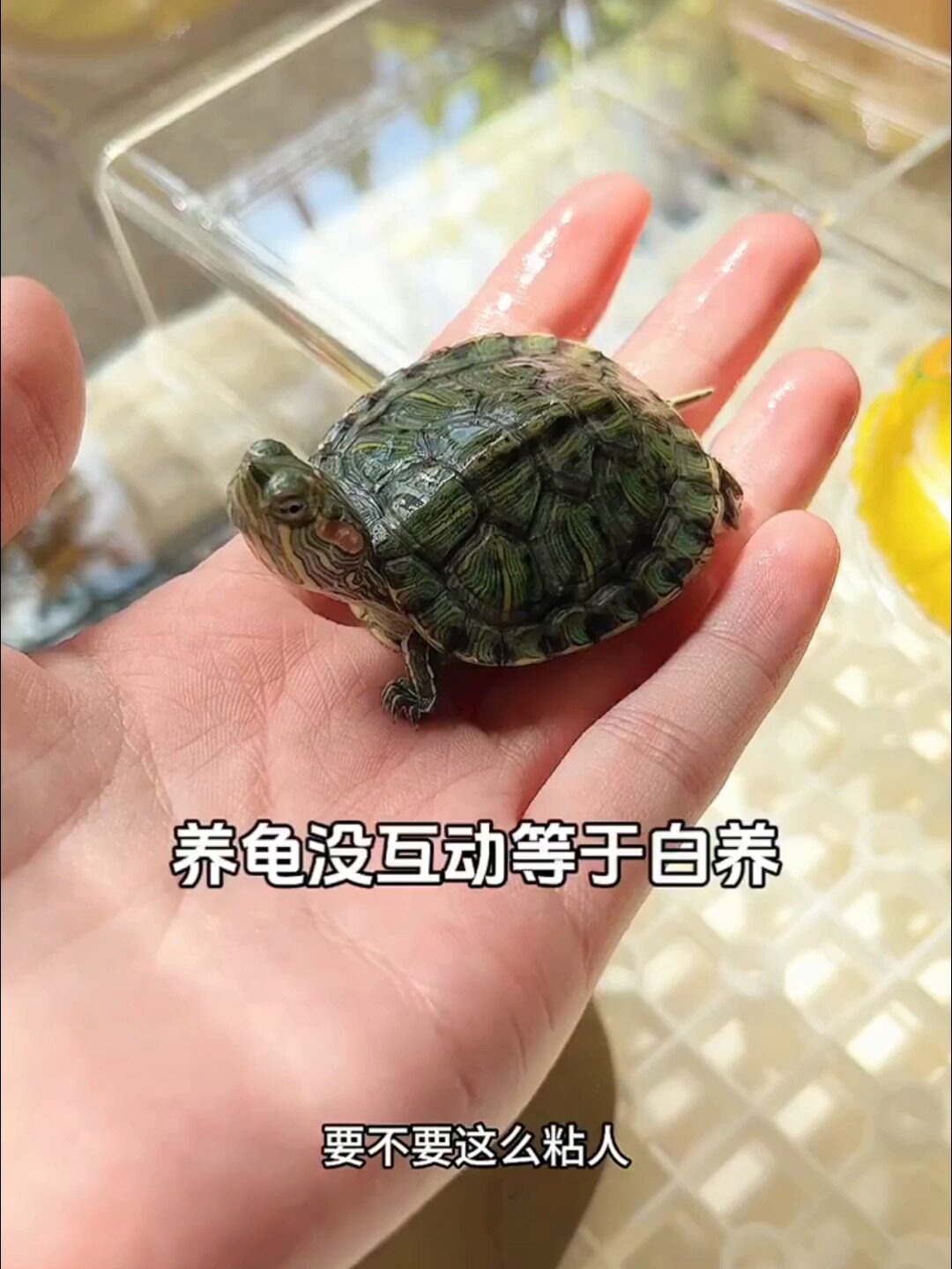 东箱龟苗是什么?揭秘冷门龟种的饲养魅力 ?