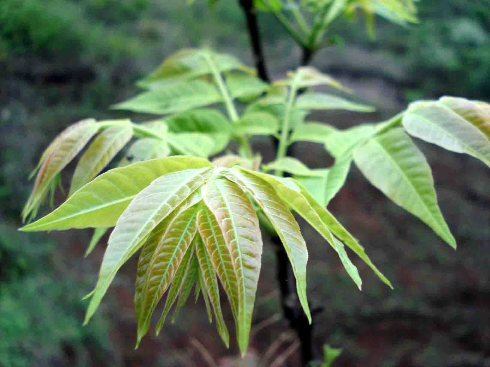 豫西特产/美味山野菜即食香椿500克/袋(腌香椿)