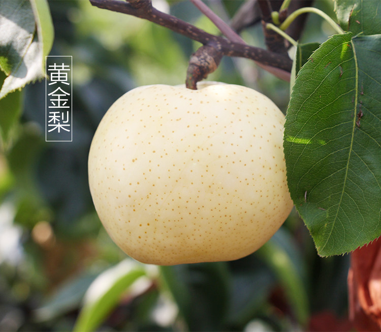 9元减10元 - 莱阳特产黄金梨新鲜梨子水果莱阳黄金梨子比丰水皇冠梨脆
