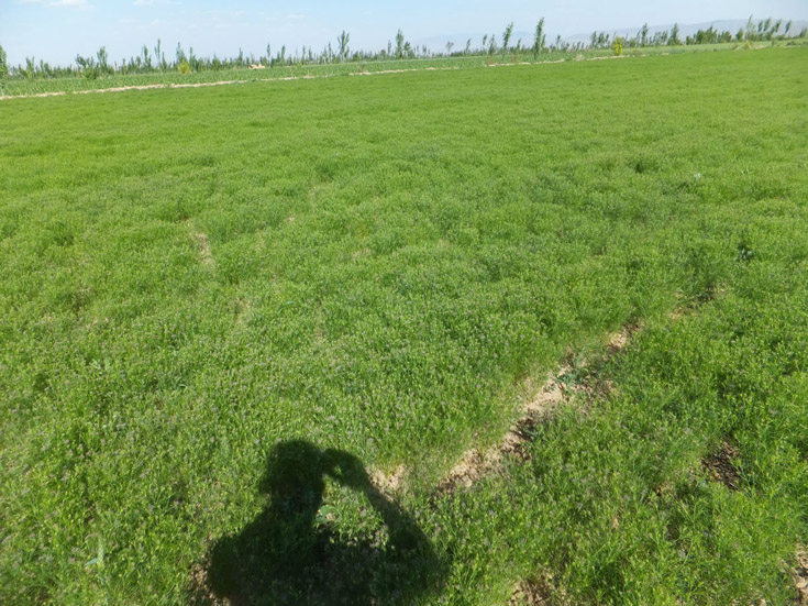 特级新疆孜然粒 现磨纯孜然粉 炒牛肉烧烤调料撒料调味香料 500g