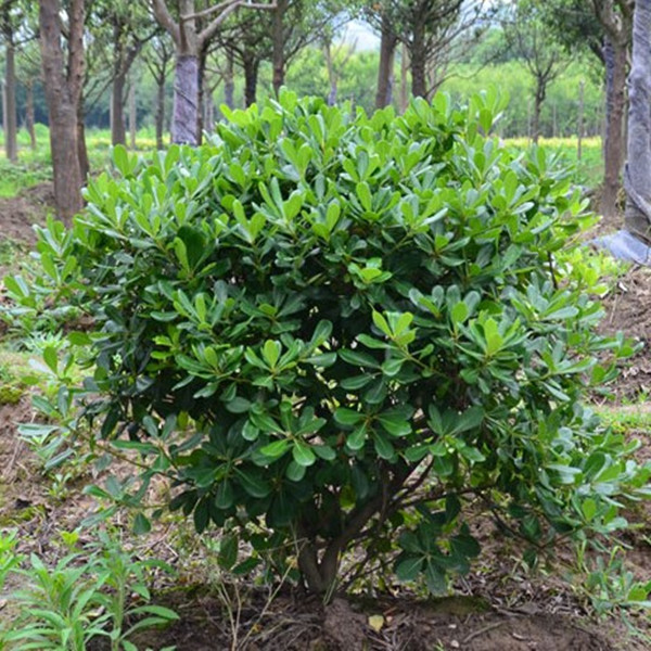 庭院绿化树苗海桐树四季常青气味芳香驱蚊虫绿植物围墙绿篱笆围墙