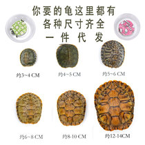 Big Brazilian tortoise living creature living pet tortoise ornamental tortoise Green small colored tortoise red-eared tortoise