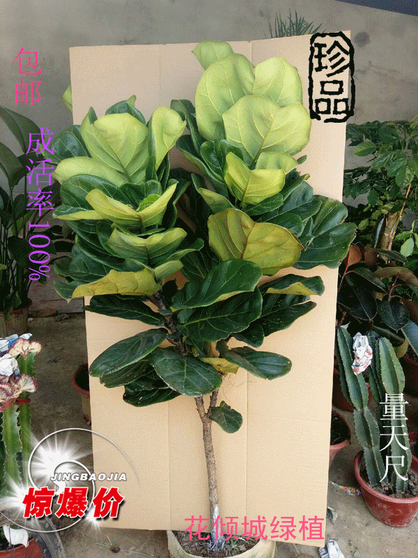 盆景 盆栽 植物 600_800 竖版 竖屏 gif 动态图 动图