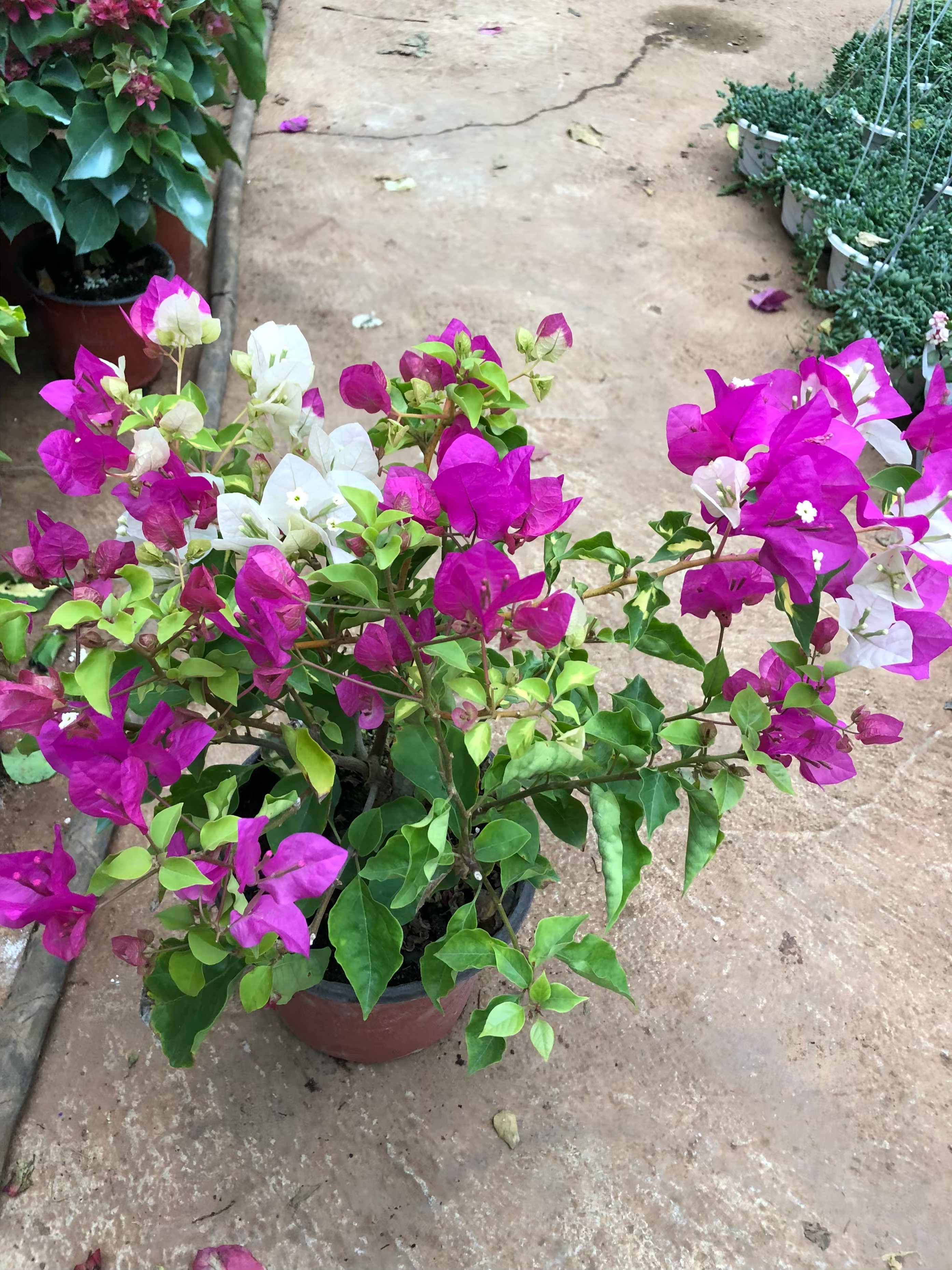 金心双色三角梅盆栽花叶红三角梅三角梅带花带叶发货成品老桩叶花