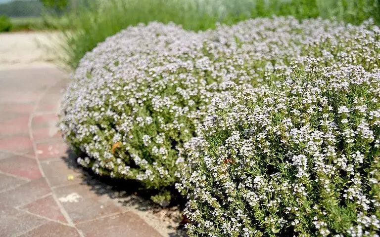 铺在地上生长的花卉,养成一大片地毯花