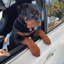 Purebred Rottweiler puppies live Rottweiler dogs double-blooded German guard dogs Rottweiler pet dogs