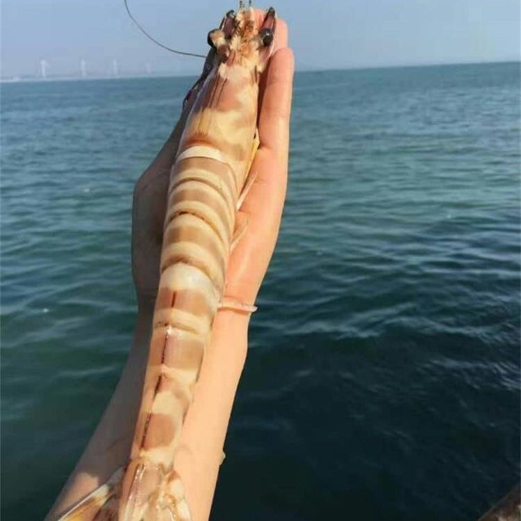 野生海捕斑节虾 新鲜九节虾 黑虎虾 大明虾竹节虾特大虾_7折现价228元