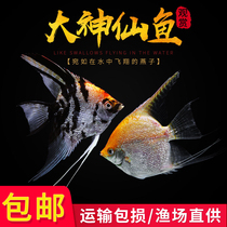 God Fairy Fish Living Oatfish Peru God Fairy Group Tour Tropical Ornamental Fish Small Fry Living Red Head Glass God Fairy