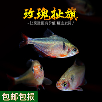 Rose Bullshit Flag One Sail Smooth Fish Living Light Fish Small Tropical Fish Grass Cylinder Mixed Breeder Swim Fish Live