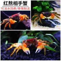 Red chelate Xiangshou crab tide crab hand crab aquarium land tank red hand arm live pet freshwater ornamental crab