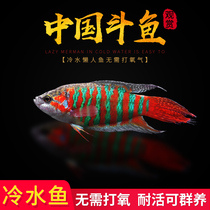 Chinese fighting fish living pitchfork cold water to watch live fish next to the pigeontail resistant flower hand towel Bodhisattva flower