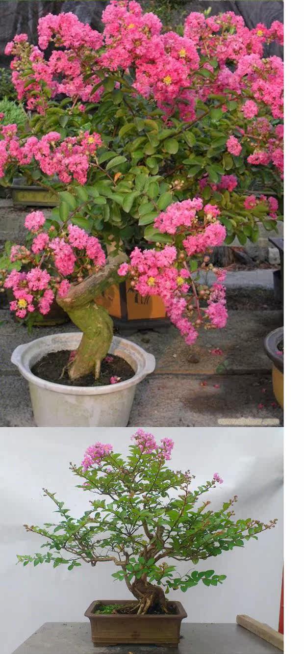 红火球紫薇微型盆景 掌上盆景 小老桩 矮霸小盆景 红花紫薇绿植_双氙