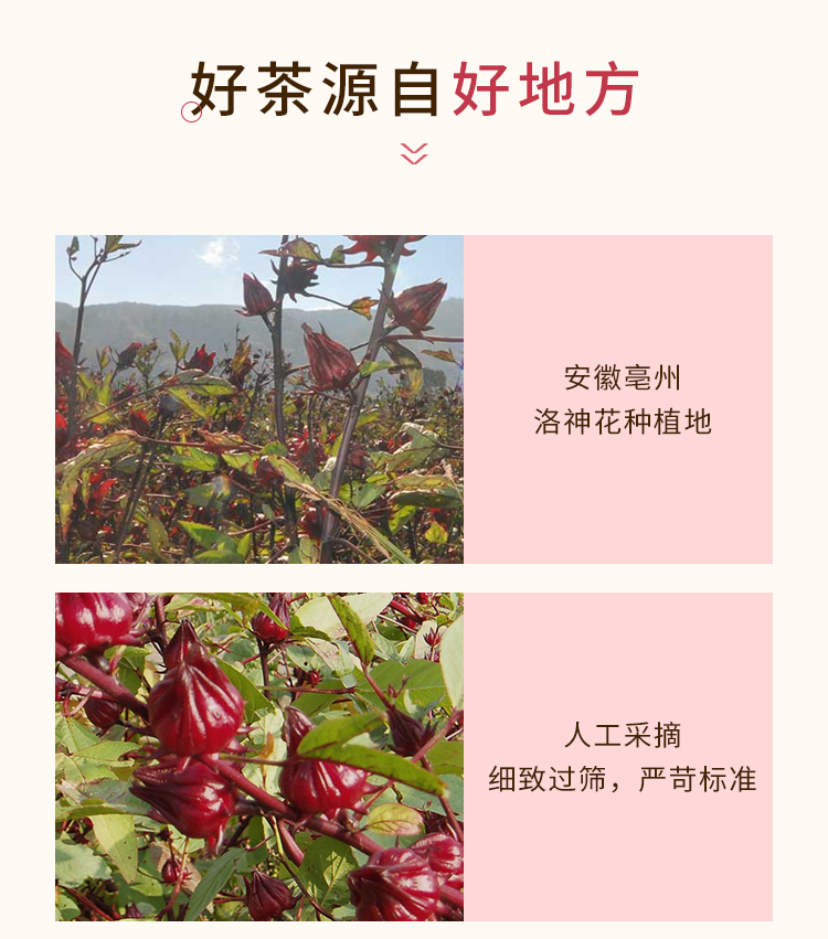 【芳儒】洛神花荷叶茶养生花茶