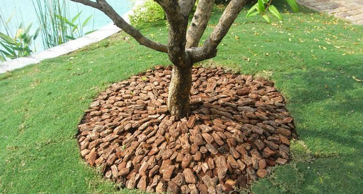 发酵松树皮松鳞树池有机覆盖铺面装饰石斛兰花蝴蝶兰植料营养基质