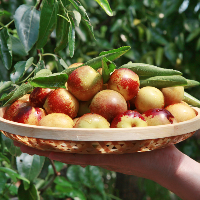 山东沾化大甜冬枣5斤装 49元包邮(69-拍下减价10元-10元券)