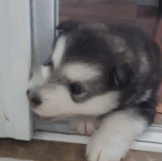 小二哈刚满月就拆门,狗主人上去就是拧耳朵!