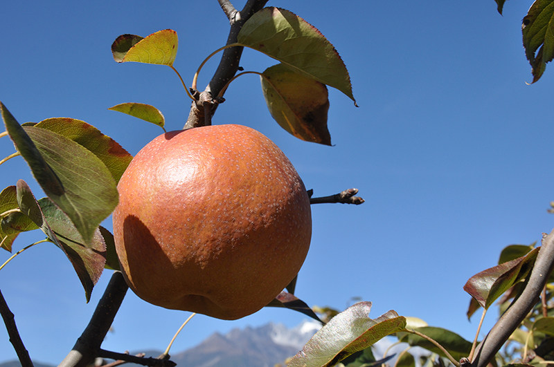 云南丽江特产丽江木梨(特大号)