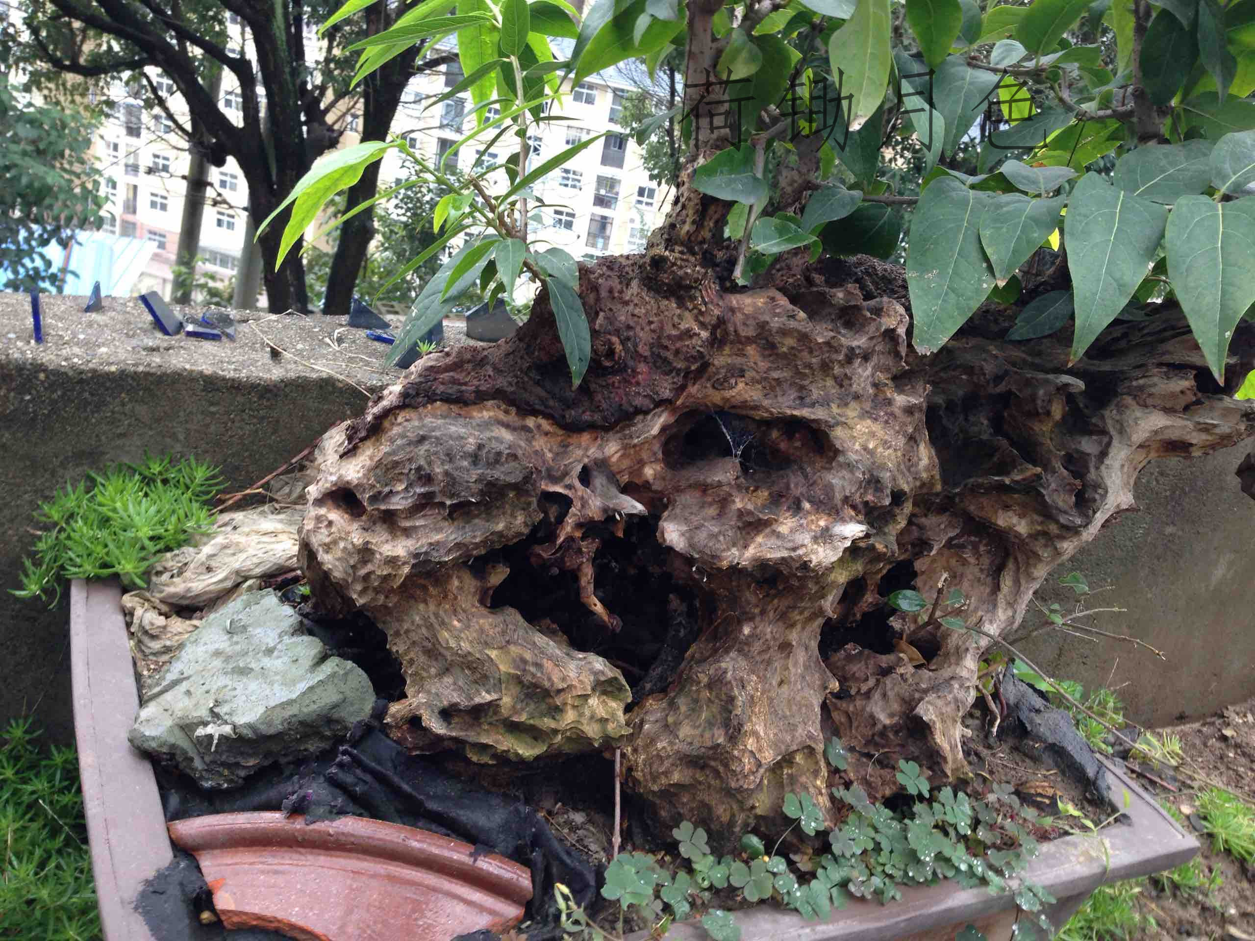 腊梅古桩盆景 假山式造型素心春节花卉