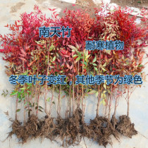 Nantian bamboo seedlings red geranium potted red bamboo seedlings flame red leaf garden leaf garden cold-resistant greening seedlings