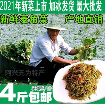 Anhui Wuwei specialty pure natural fresh picking aquatic wild chestnut vegetables