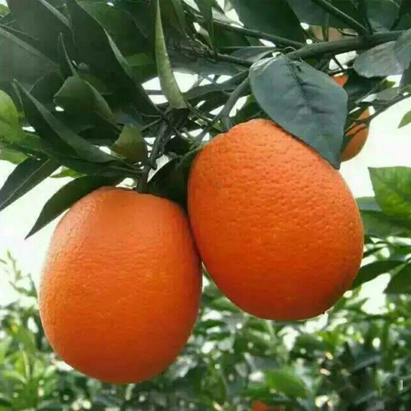 橙子 秭归脐橙长红圆红 时令新鲜孕妇水果 现摘现发 含箱五斤包邮_7折