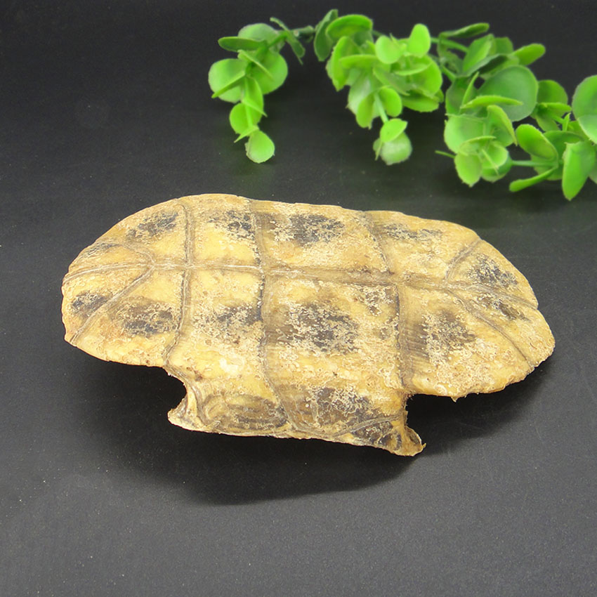 全场满46元包邮【迎辉堂】龟板 旱龟板 龟甲 龟板 250g