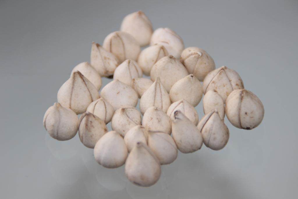 西藏特产 极品野生贝母 小贝 尖贝母 化痰 润肺止咳 正品保证 50g