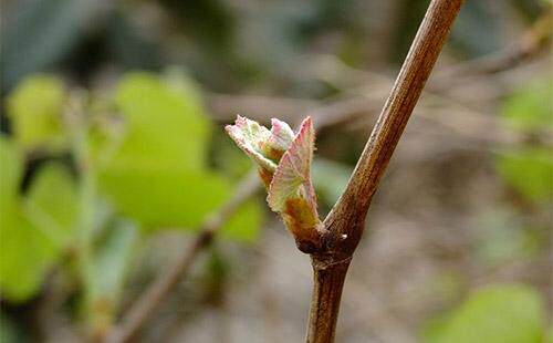 【小世的葡萄酒攻略第三四期】葡萄树生长