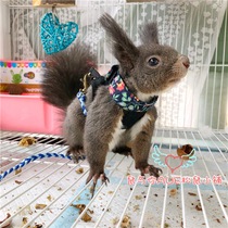 Chest-back traction rope squirrel honey-guinea pig black-tailed prairie black-tailed prairie