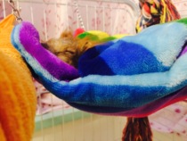 Squirrel supplies winter warm thickened hammock nests with four mouthparts can be drilled and warm nests