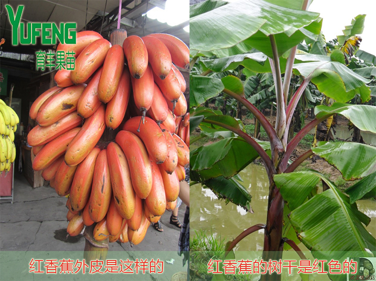 广西苗圃基地批发南洋红香蕉苗 新引进优良品种 红皮香蕉苗果树苗