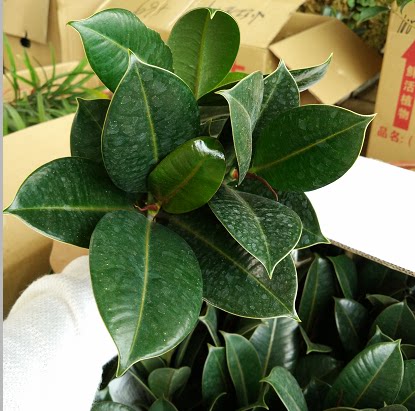 室内客厅绿植花卉盆栽 观叶绿色植物 黑金刚 橡皮树 吸甲醛