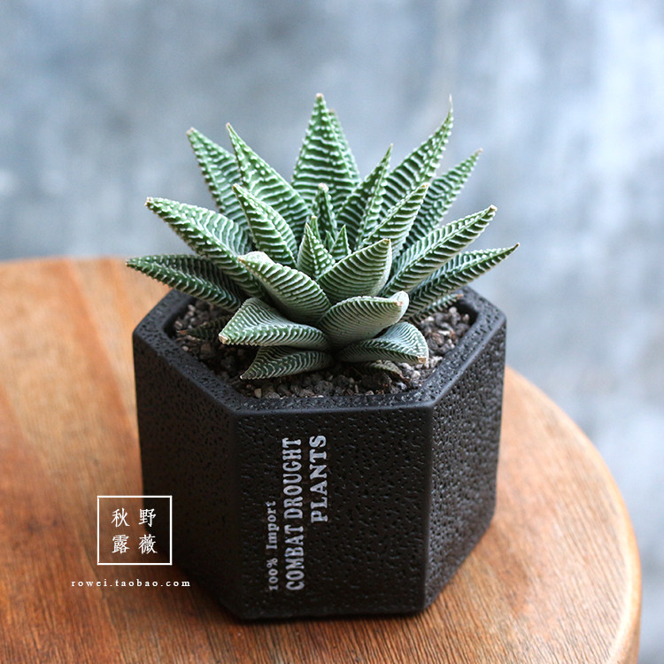 那么喜阴的多肉该如何养护?