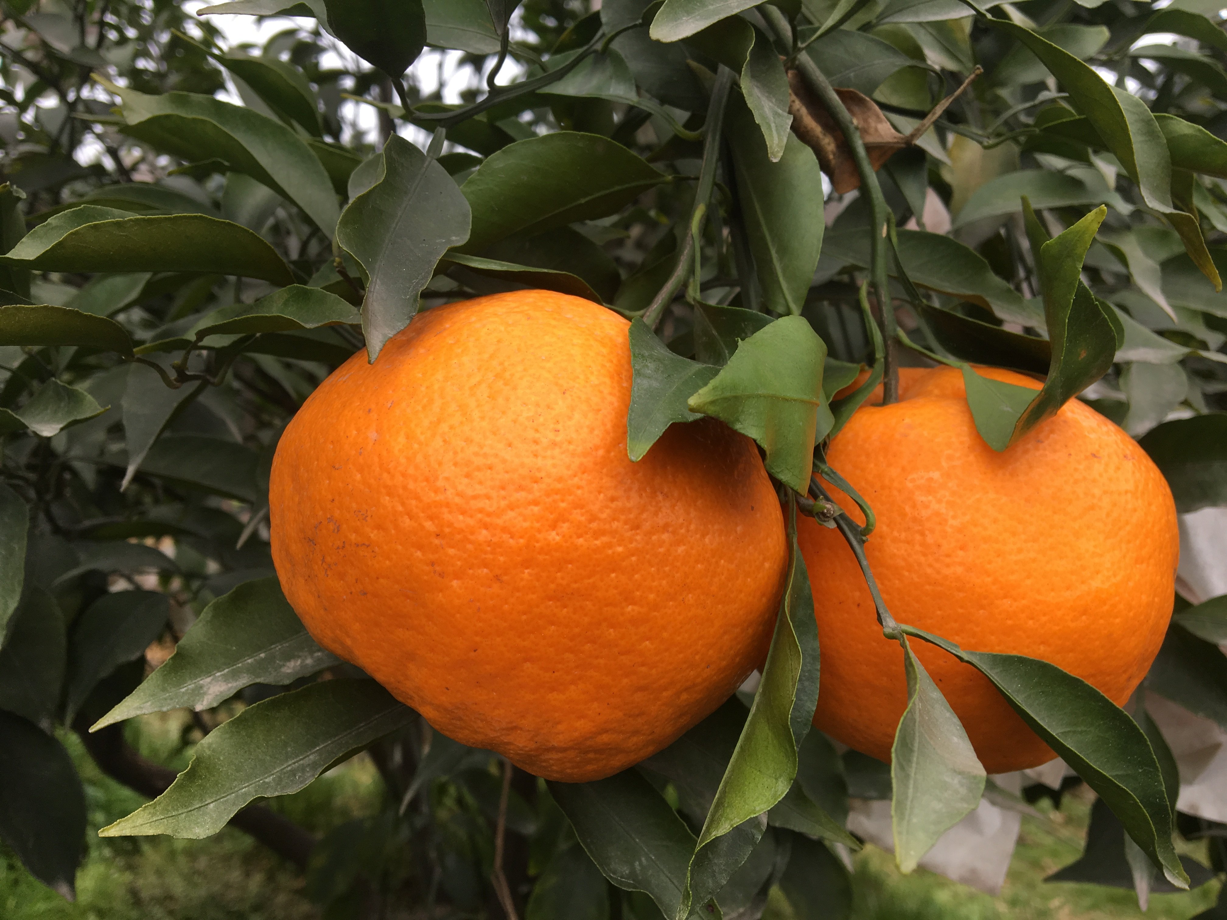 春见耙耙柑四川特级新鲜水果粑粑丑橘爱媛礼盒桔子鲜果8斤果甜