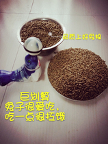 Pet rabbit grain young rabbit to become rabbit grain to stink guinea pig Dutch pig covetch dwarf feed a catty