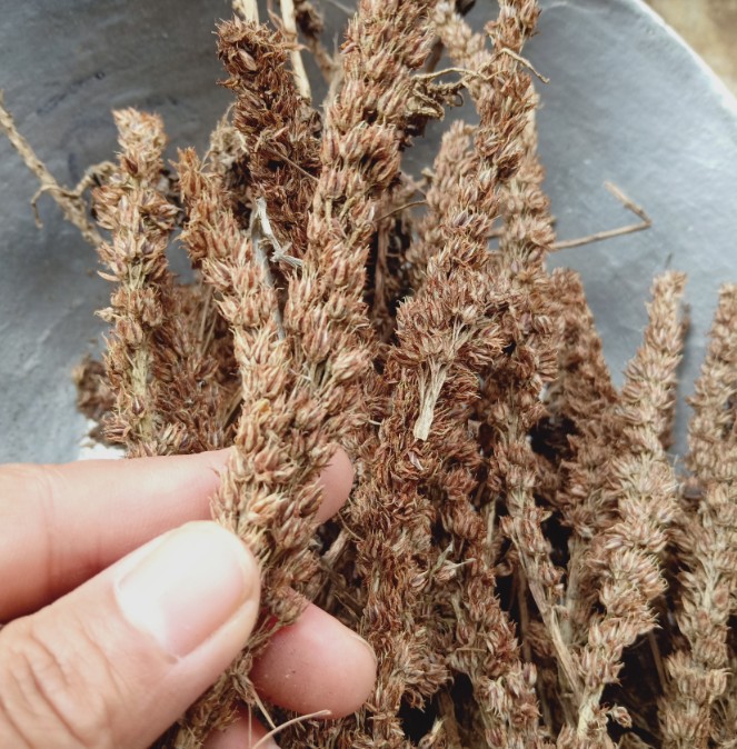 中药材正品瓦松实物500克瓦松草瓦花向天草天王铁塔草中草药