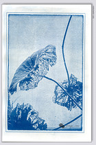 Cyanotype original photographic works made by classical printing method: residual lotus handcrafted vintage photos