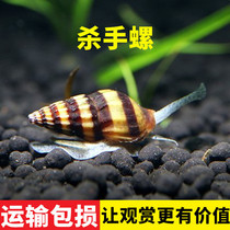 Apple killer snail Miscellaneous snail Tropical Ornamental snail Water plant tank snail eating flat snail tool wasp diamond pattern algae removal snail